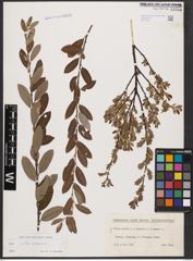 Foto von Salix aurita L. x Salix repens L.